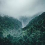 Regenwald – der CO2 Speicher auf der Kippe