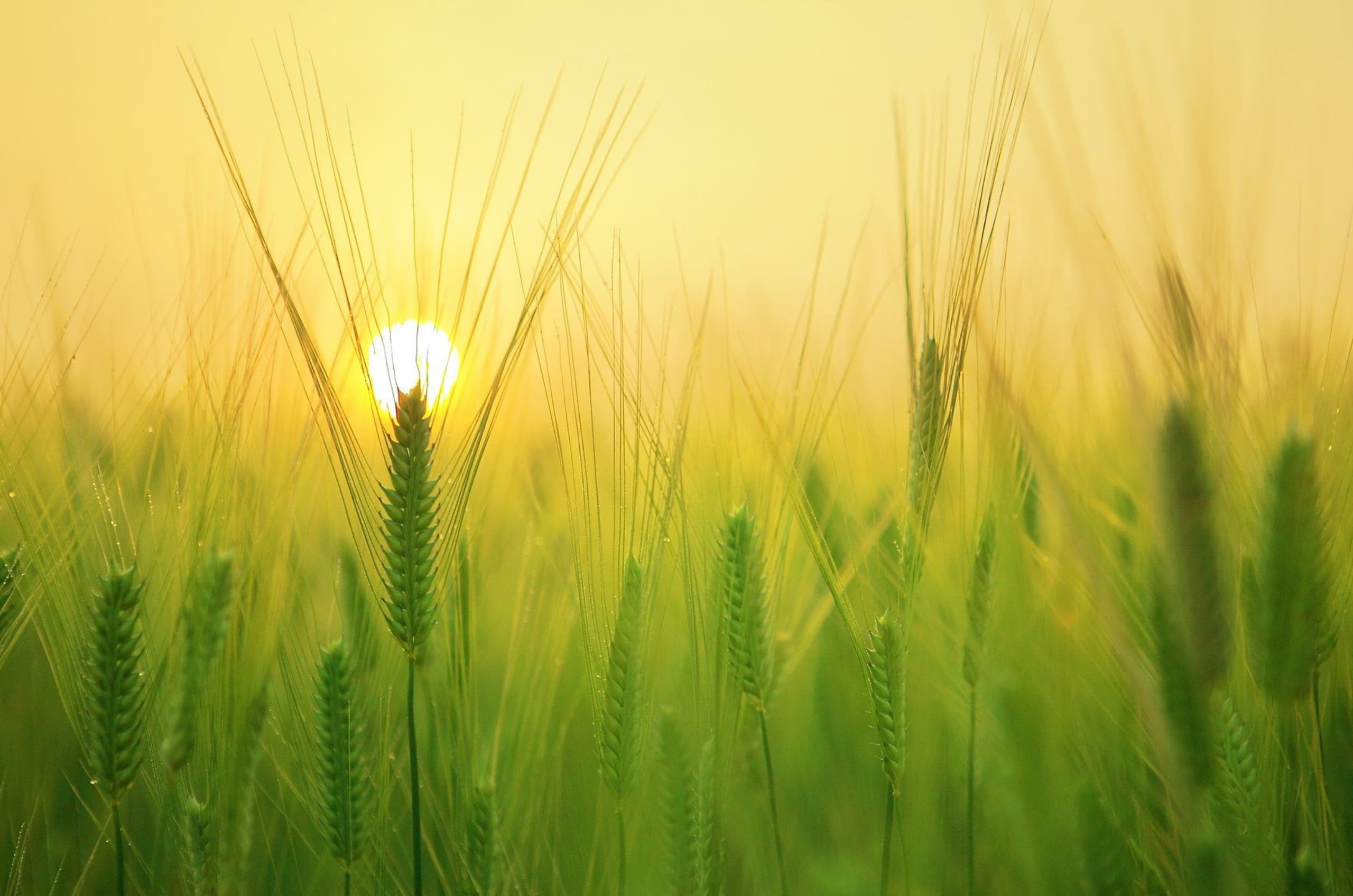 Sonne am Weizenfeld richtig fotografieren um deine Nachhaltigkeit in Fotos glaubwürdig zu machen.
