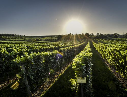 Wenn Tradition auf Innovation trifft, entsteht nachhaltiger Wein!